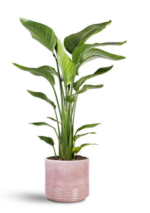 Artificial Pot