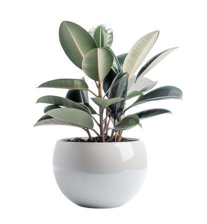 Cavio Gloss Concrete planter