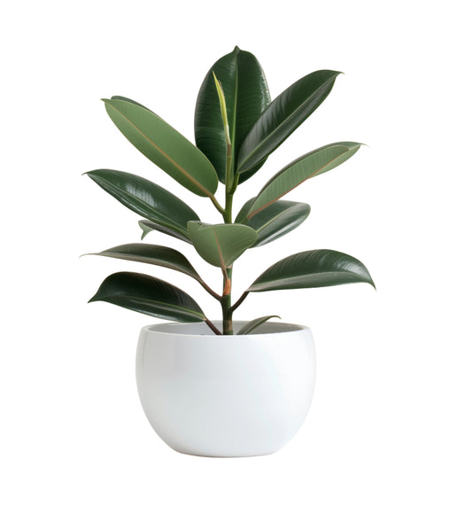 Cavio Gloss Concrete planter